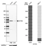 Merck Anti-CCT6A antibody produced in rabbit