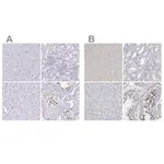 Merck Anti-SPACA1 antibody produced in rabbit
