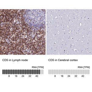 Merck Anti-CD5 antibody produced in rabbit