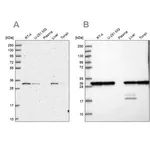 Merck Anti-PSMA1 antibody produced in rabbit