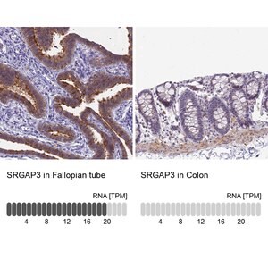 Merck Anti-SRGAP3 antibody produced in rabbit