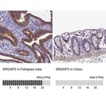 Merck Anti-SRGAP3 antibody produced in rabbit