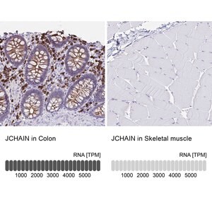 Merck Anti-JCHAIN antibody produced in rabbit
