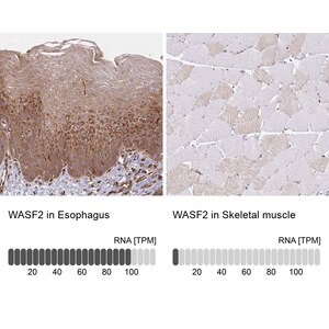 Merck Anti-WASF2 antibody produced in rabbit