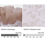 Merck Anti-WASF2 antibody produced in rabbit