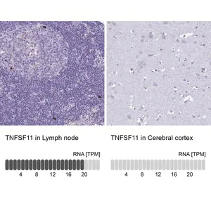 Merck Anti-TNFSF11 antibody produced in rabbit