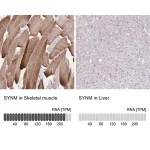 Merck Anti-SYNM antibody produced in rabbit