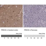 Merck Anti-PRKCE antibody produced in rabbit