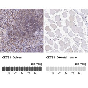 Merck Anti-CD72 antibody produced in rabbit