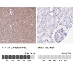 Merck Anti-RTN1 antibody produced in rabbit