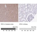 Merck Anti-RTN1 antibody produced in rabbit