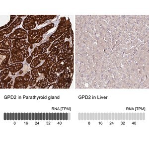 Merck Anti-GPD2 antibody produced in rabbit