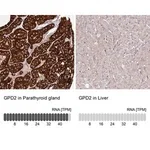 Merck Anti-GPD2 antibody produced in rabbit