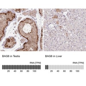 Merck Anti-BAG6 antibody produced in rabbit