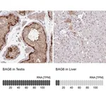 Merck Anti-BAG6 antibody produced in rabbit