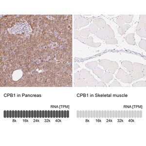 Merck Anti-CPB1 antibody produced in rabbit