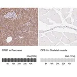 Merck Anti-CPB1 antibody produced in rabbit