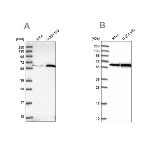 Merck Anti-KPNA4 antibody produced in rabbit