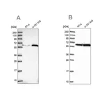Merck Anti-KPNA4 antibody produced in rabbit
