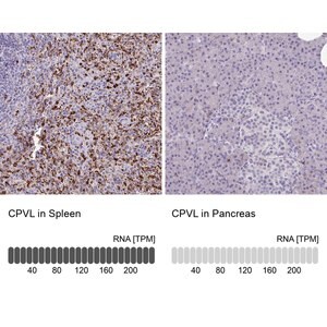 Merck Anti-CPVL antibody produced in rabbit
