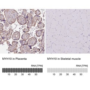 Merck Anti-MYH10 antibody produced in rabbit