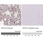 Merck Anti-MYH10 antibody produced in rabbit