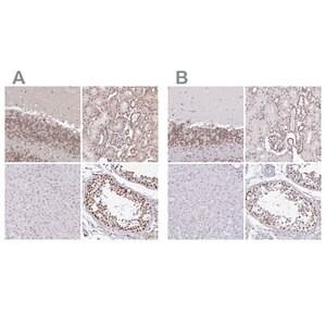 Merck Anti-SIN3A antibody produced in rabbit