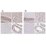 Merck Anti-SIN3A antibody produced in rabbit