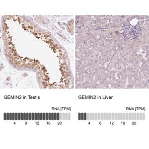 Merck Anti-GEMIN2 antibody produced in rabbit