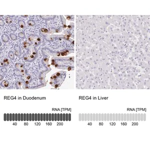 Merck Anti-REG4 antibody produced in rabbit