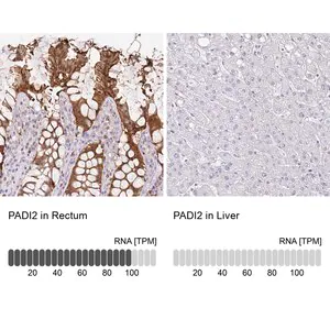 Merck Anti-PADI2 antibody produced in rabbit