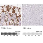 Merck Anti-PADI2 antibody produced in rabbit
