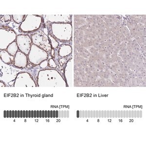 Merck Anti-EIF2B2 antibody produced in rabbit