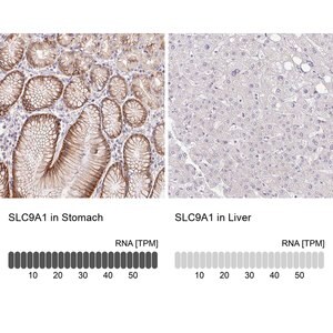 Merck Anti-SLC9A1 antibody produced in rabbit