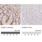 Merck Anti-SLC9A1 antibody produced in rabbit