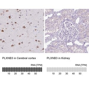 Merck Anti-PLXNB3 antibody produced in rabbit