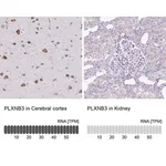 Merck Anti-PLXNB3 antibody produced in rabbit