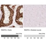 Merck Anti-REEP6 antibody produced in rabbit