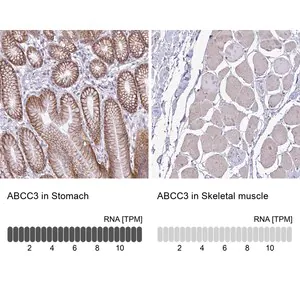 Merck Anti-ABCC3 antibody produced in rabbit
