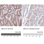 Merck Anti-ABCC3 antibody produced in rabbit