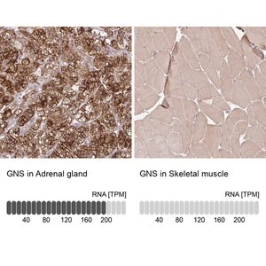 Merck Anti-GNS antibody produced in rabbit