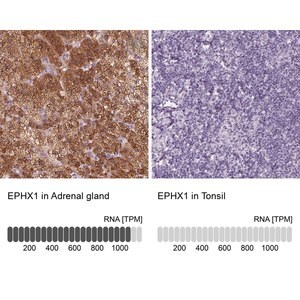 Merck Anti-EPHX1 antibody produced in rabbit