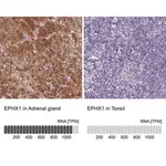 Merck Anti-EPHX1 antibody produced in rabbit