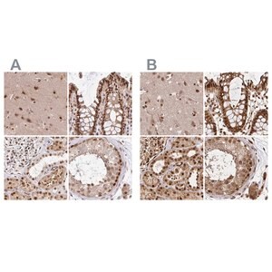 Merck Anti-GLYR1 antibody produced in rabbit