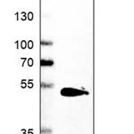 Merck Anti-SMYD5 antibody produced in rabbit