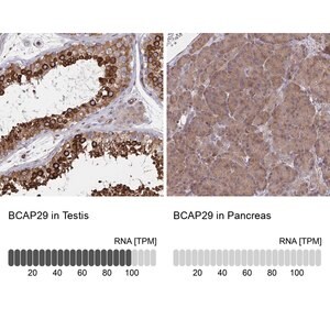 Merck Anti-BCAP29 antibody produced in rabbit