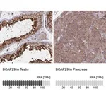 Merck Anti-BCAP29 antibody produced in rabbit