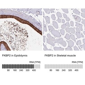 Merck Anti-FKBP2 antibody produced in rabbit