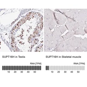 Merck Anti-SUPT16H antibody produced in rabbit