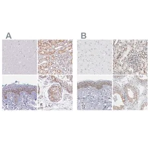 Merck Anti-SYNE2 antibody produced in rabbit